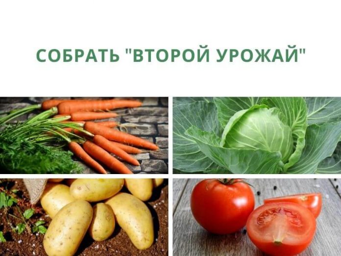 собрать _второй урожай_