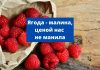 В Молдове недовольны закупочными ценами на малину Ягода - малину