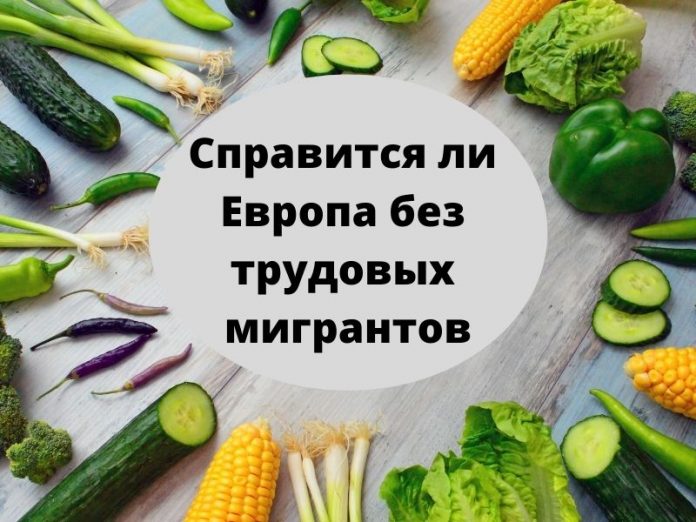Справится ли европа без трудовых мигрантов
