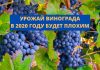 В Молдове из-за засухи прогнозируют плохой урожай винограда УРОЖАЙ ВИНОГРАДА В 2020 ГОДУ БУДЕТ плохим