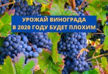 В Молдове из-за засухи прогнозируют плохой урожай винограда УРОЖАЙ ВИНОГРАДА В 2020 ГОДУ БУДЕТ плохим