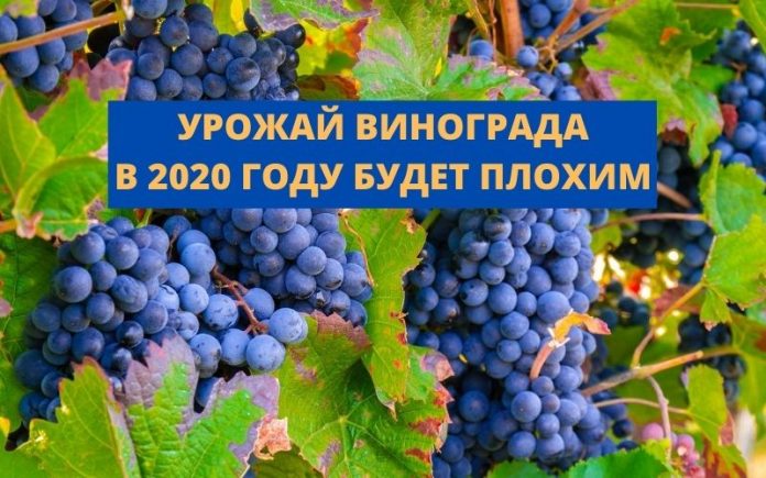 УРОЖАЙ ВИНОГРАДА В 2020 ГОДУ БУДЕТ плохим