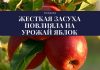 Урожай яблок в Молдове будет ниже запланированного жесткая засуха повлияла на урожай яблок