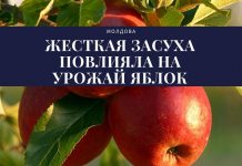 Урожай яблок в Молдове будет ниже запланированного жесткая засуха повлияла на урожай яблок