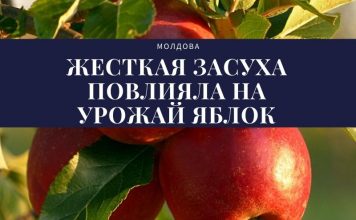 Урожай яблок в Молдове будет ниже запланированного жесткая засуха повлияла на урожай яблок