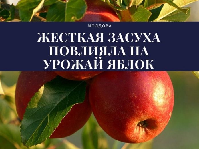 жесткая засуха повлияла на урожай яблок жесткая засуха повлияла на урожай яблок