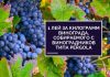 Виноградари Молдовы готовы увеличивать плату сезонным работникам 1 лей за килограмм винограда, собираемого с виноградников типа Pergola