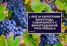 Виноградари Молдовы готовы увеличивать плату сезонным работникам 1 лей за килограмм винограда, собираемого с виноградников типа Pergola