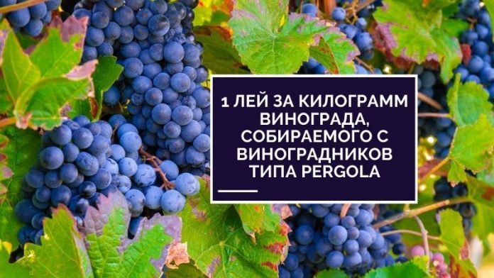 1 лей за килограмм винограда, собираемого с виноградников типа Pergola
