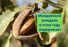 Рост цен на миндаль прогнозируют в Молдове Молдавский миндаль в этом году подорожает