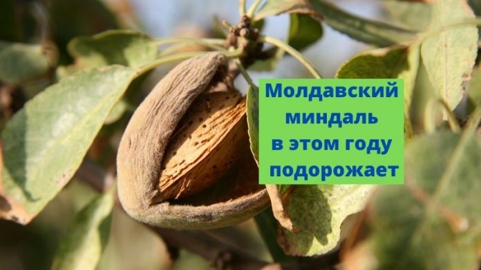 Молдавский миндаль в этом году подорожает