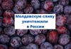 Молдавскую сливу уничтожили под контролем Управления Россельхознадзора РФ Молдавскую сливу уничтожили в России