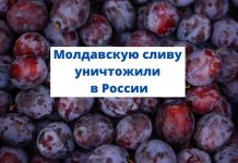 Молдавскую сливу уничтожили под контролем Управления Россельхознадзора РФ Молдавскую сливу уничтожили в России