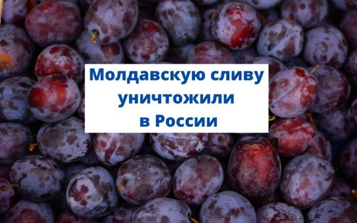 Молдавскую сливу уничтожили в России Молдавскую сливу уничтожили в России