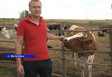 🐄 Молочные бурёнки из Рыбницкого района бывают ревнивы))) Молочные бурёнки из Рыбницкого района бывают ревнивы)))
