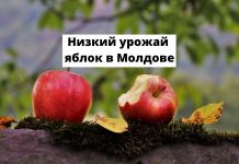 Прогнозы неутешительны, урожай яблок в Молдове в этом году оказался ниже планируемого Низкий урожай яблок в Молдове