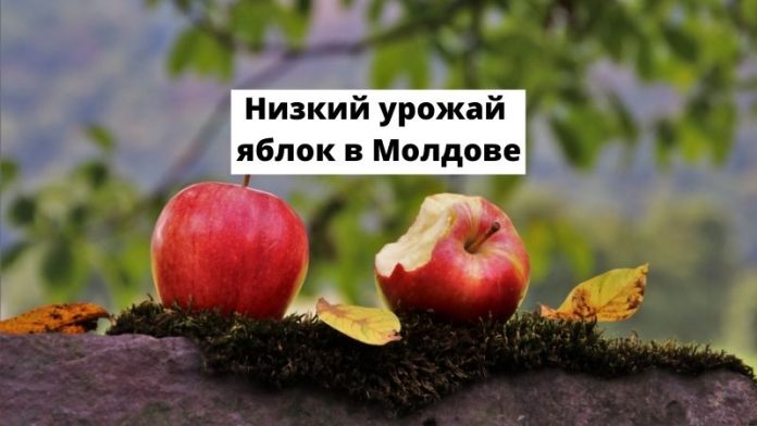 Низкий урожай яблок в Молдове