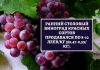 В Молдове завершается сезон раннего винограда Ранний столовый виноград