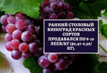 В Молдове завершается сезон раннего винограда Ранний столовый виноград