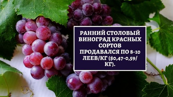 Ранний столовый виноград