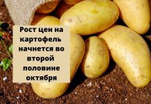 17% подорожания картофеля на плодоовощном рынке Молдовы Рост цен на картофель начнется во второй половине октября