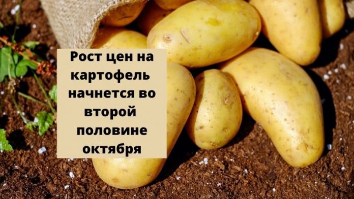 Рост цен на картофель начнется во второй половине октября