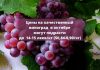 В Молдове скупают столовый виноград🍇. Цены растут Цены на виноград в октябре могут подрасти до 14-15 леев_кг ($0,84-0,90_кг).