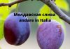 Молдавская слива andare in Italia Молдавская слива in Italia