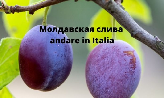 Молдавская слива in Italia Молдавская слива in Italia