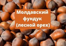 Площадь фундука (лесного ореха) в Молдове превысила 1 тыс. га Молдавский лесной орех (фундук)