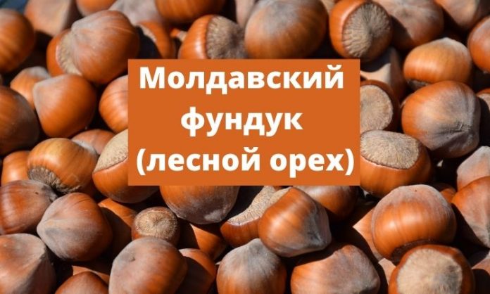 Молдавский лесной орех (фундук)