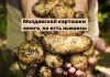 В Молдове урожай картофеля🥔 выше прошлогоднего, но качество хуже Молдавской картошки много, но есть ньюансы