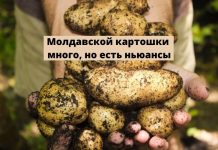 В Молдове урожай картофеля🥔 выше прошлогоднего, но качество хуже Молдавской картошки много, но есть ньюансы