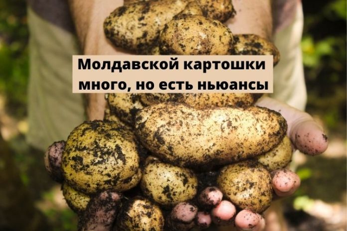 Молдавской картошки много, но есть ньюансы