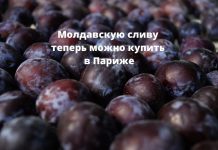 Молдавская слива экспортируется во Францию Молдавскую сливу теперь можно купить в Париже