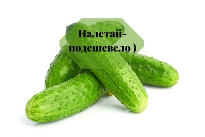 Огурец пупырчатый Огурец пупырчатый