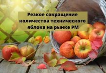 В Молдове самый низкий уровень переработки яблок за последние 5 лет Резкое сокращение количества технического яблока на рынке РМ