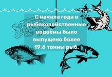 В водоемы республики за 9 месяцев выпущено более 19,6 тонны рыбы С начала года в рыбохозяйственные водоёмы было выпущено более 19,6 тонны рыб.