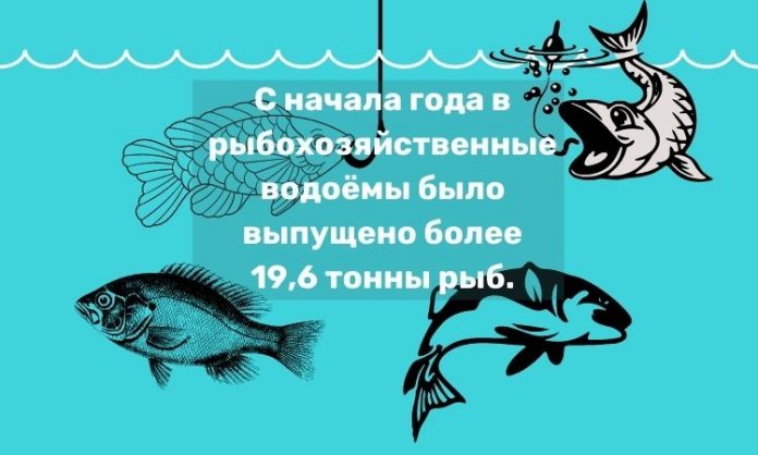 С начала года в рыбохозяйственные водоёмы было выпущено более 19,6 тонны рыб.