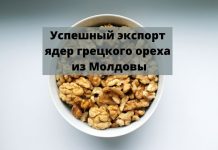 Молдова заняла второе место в рейтинге крупнейших поставщиков ядра грецкого ореха в Германию, уступая лишь США Успешный экспорт ядер грецкого ореха из Молдовы