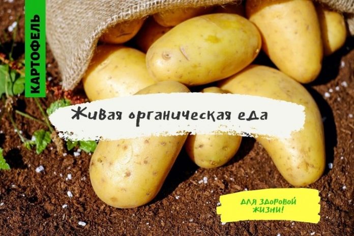 Живая органическая еда, картофель