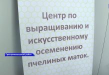 В Приднестровье запущен Центр по выращиванию и искусственному осеменению пчелиных маток Центр по выращиванию и осеменению пчелиных маток