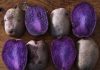 Селекционеры Украины вывели картофель с фиолетовой мякотью фиолетовый картофель