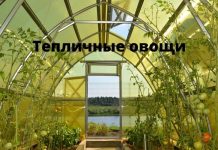 Тёплая погода в Молдове сдерживает рост цен на тепличные овощи Тепличные овощи