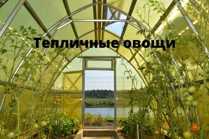 Тепличные овощи