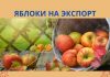 В Молдове дорожают яблоки 2022 сезона яблоки на экспорт