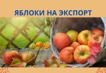 Садоводы России предлагают ограничить ввоз яблок из Молдовы яблоки на экспорт