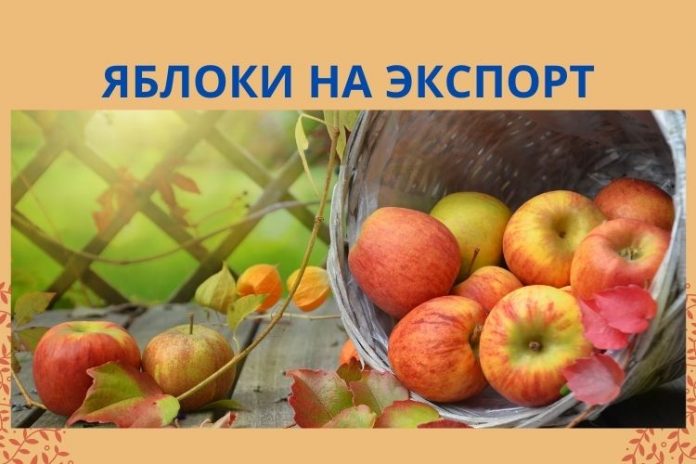 яблоки на экспорт
