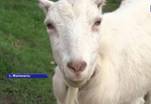 В двух словах о Малаештах Григориопольского района не рассказать