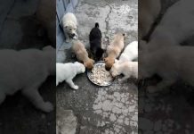 В добрые руки 🐕